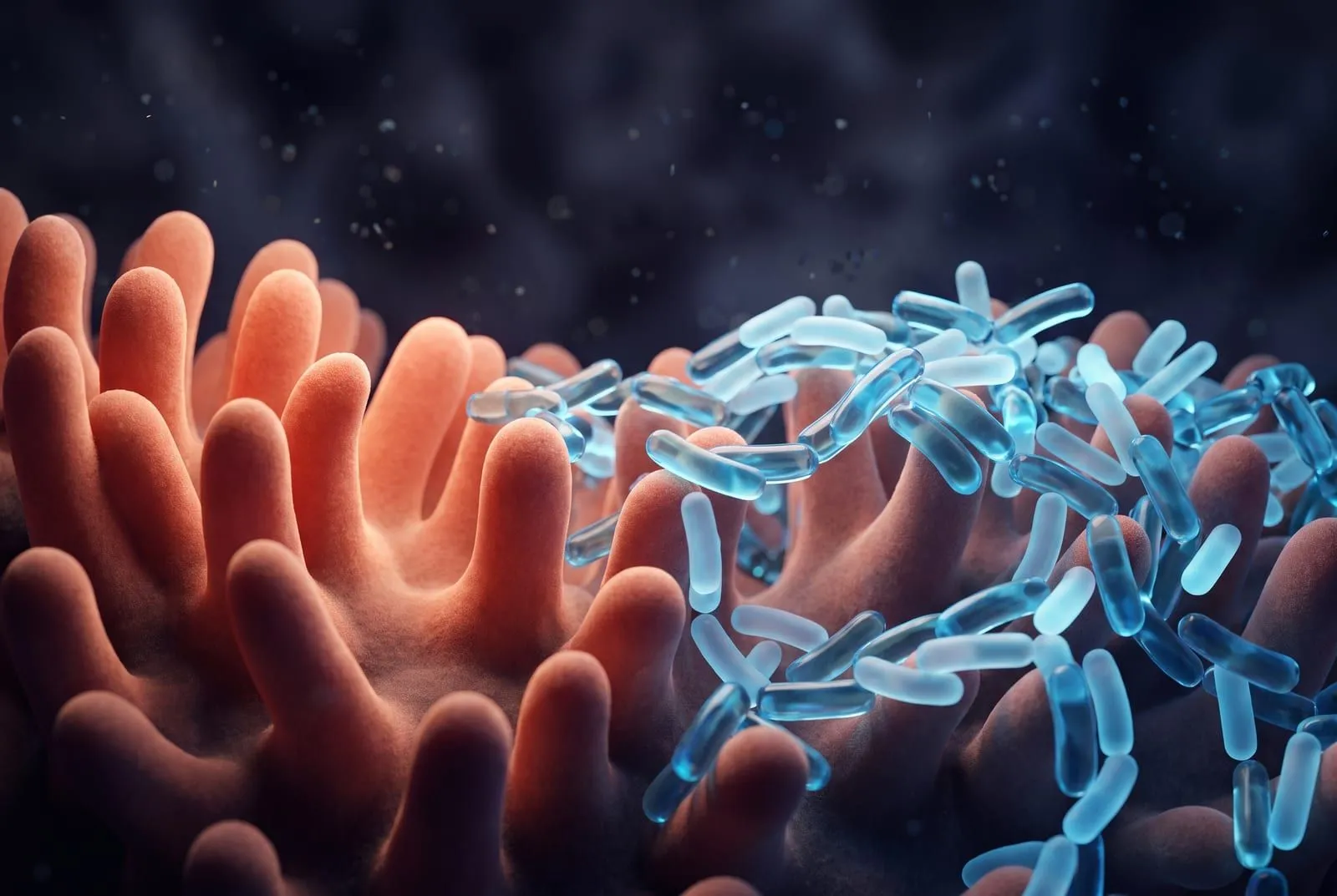 AHCC® et le microbiote intestinal