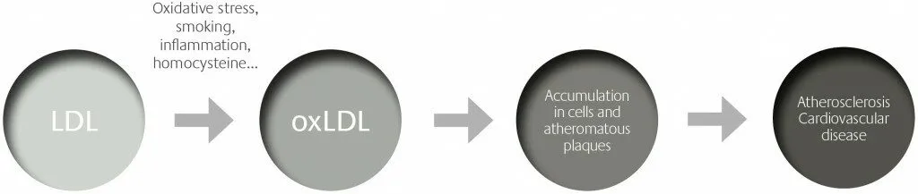 LDL versus geoxideerde LDL (oxLDL)