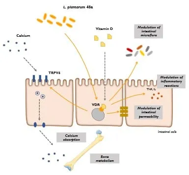 Expressie van de vitamine D-receptor (VDR) in de intestinale cellen