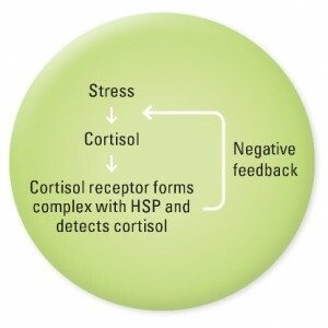 graph cortisol